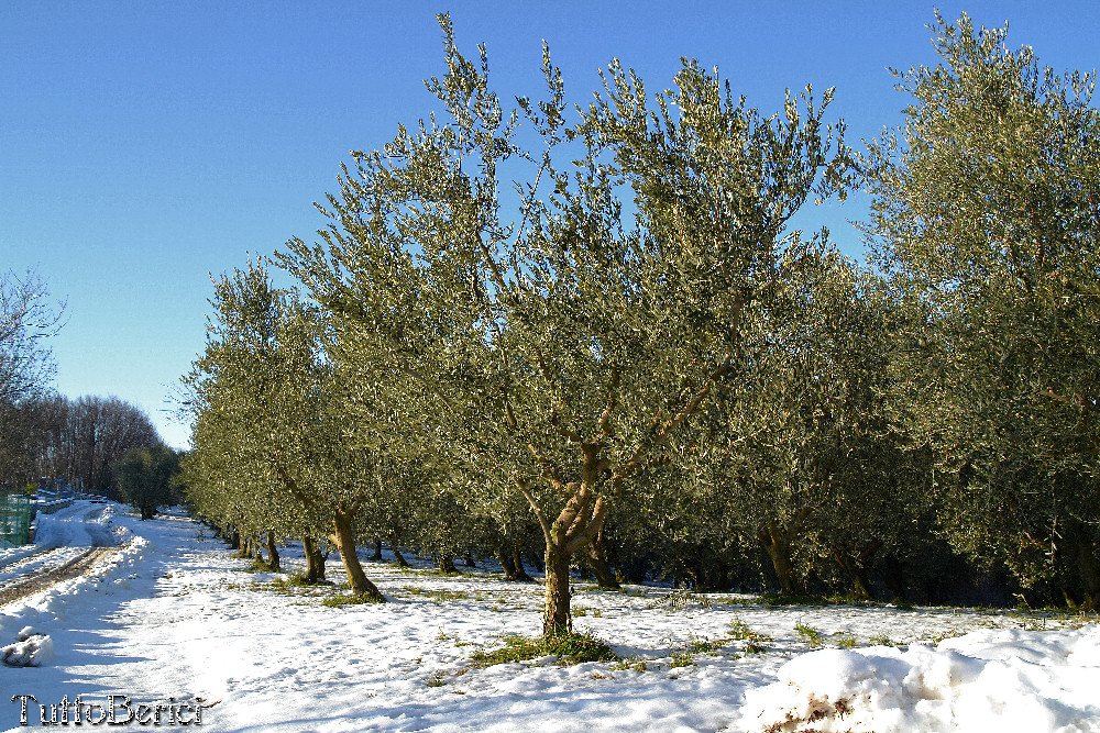 Olivo01