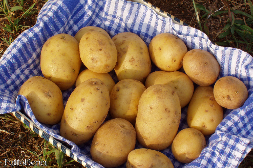 Patate01
