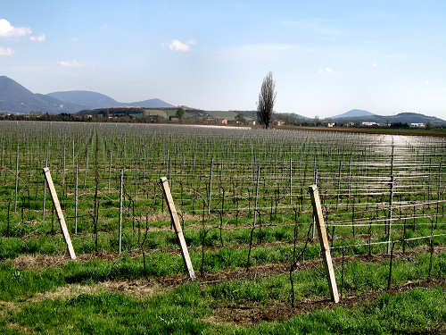 Pista Ciclabile della Riviera Berica