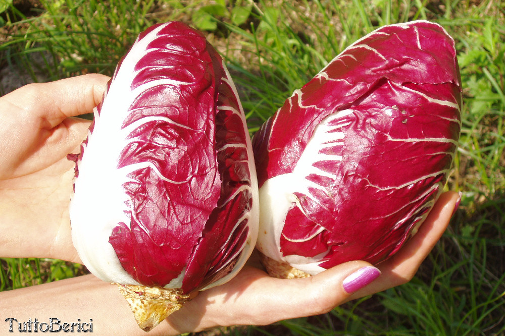 Radicchio Rosso dei Berici