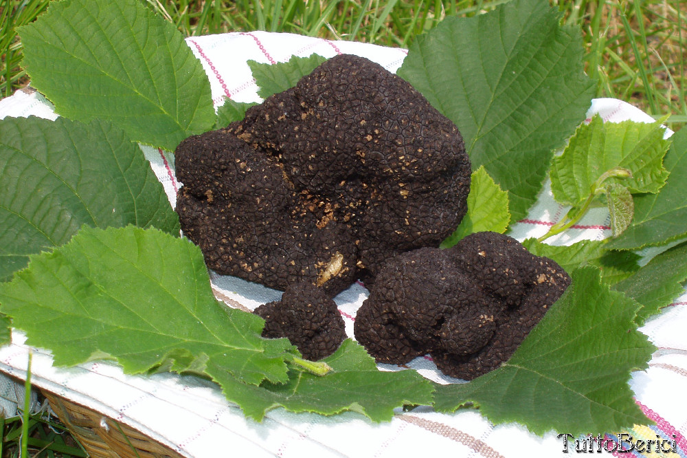 tartufo nero dei Berici