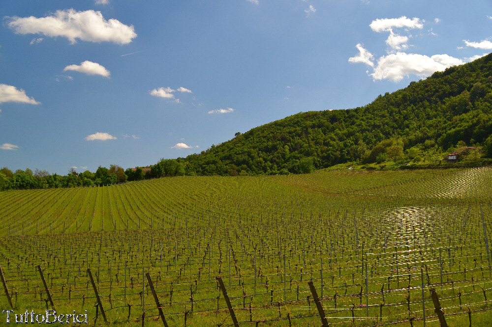 Vino Doc Colli Berici