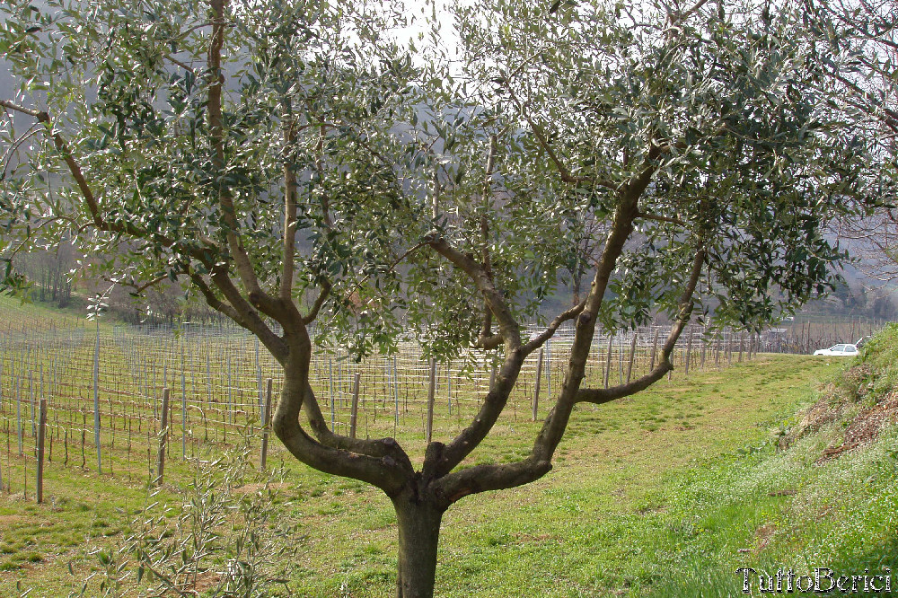 Villa del Ferro