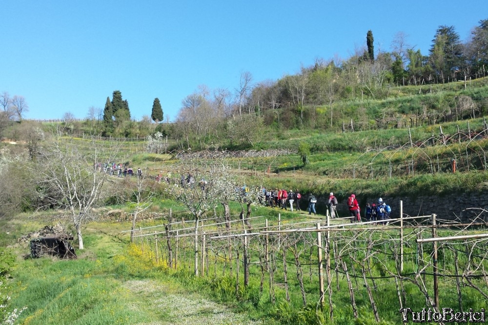 Sossano,Borgo di Campolongo,San Germano dei Berici,Monte Cistorello,Riveselle di Toara,Villaga