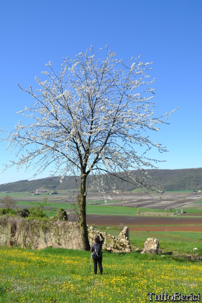 Sossano,Borgo di Campolongo,San Germano dei Berici,Monte Cistorello,Riveselle di Toara,Villaga