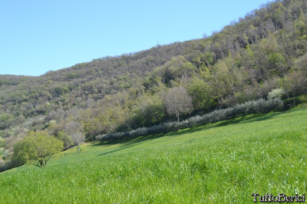 Sossano,Borgo di Campolongo,San Germano dei Berici,Monte Cistorello,Riveselle di Toara,Villaga