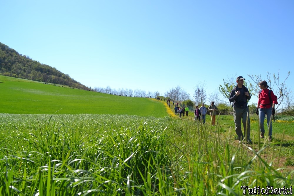 Sossano,Borgo di Campolongo,San Germano dei Berici,Monte Cistorello,Riveselle di Toara,Villaga