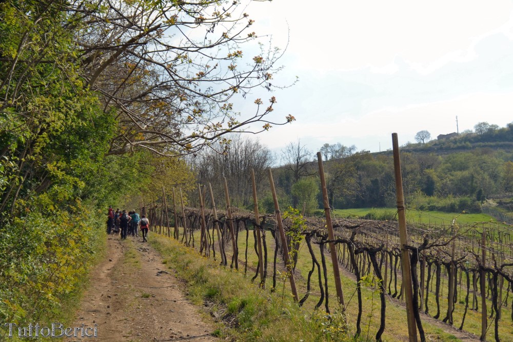 Sarego, Chiesa di S.Eusebio, Museo della Civiltà Contadina, Agriturismo-Fattoria Didattica 'Il Rifugio dei Colori'