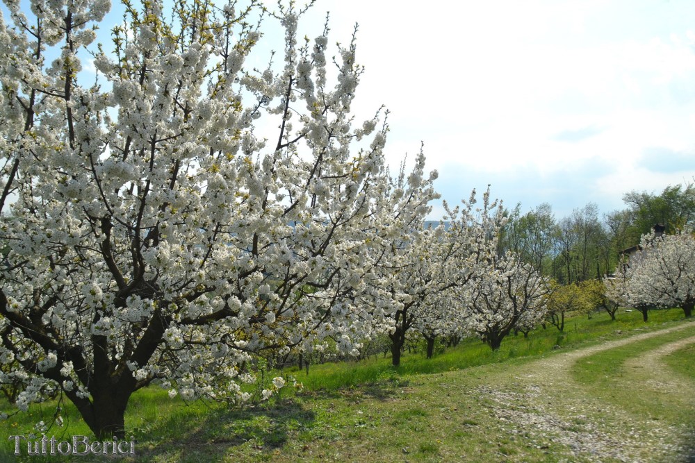 Sarego, Chiesa di S.Eusebio, Museo della Civiltà Contadina, Agriturismo-Fattoria Didattica 'Il Rifugio dei Colori'
