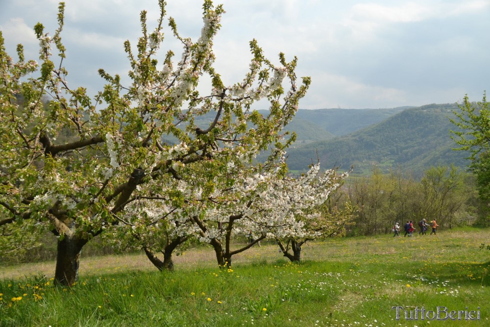 Sarego, Chiesa di S.Eusebio, Museo della Civiltà Contadina, Agriturismo-Fattoria Didattica 'Il Rifugio dei Colori'