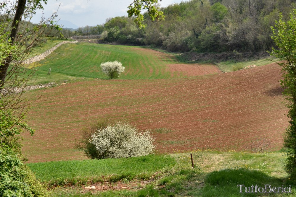 Sarego, Chiesa di S.Eusebio, Museo della Civiltà Contadina, Agriturismo-Fattoria Didattica 'Il Rifugio dei Colori'