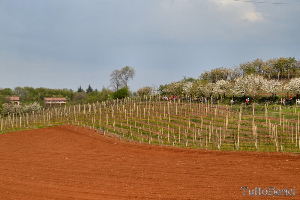 Sarego, Chiesa di S.Eusebio, Museo della Civiltà Contadina, Agriturismo-Fattoria Didattica 'Il Rifugio dei Colori'
