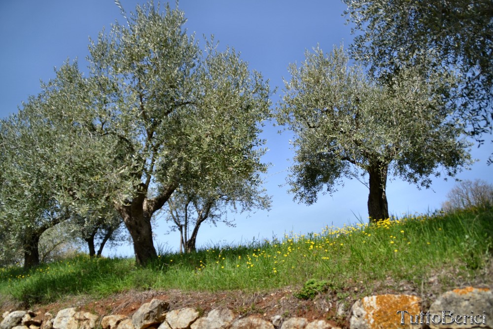 Val Liona, Mulino Dugo-Tessari, Monte Faeo, Monte Lupia, Casotti, Strenghe, Ghenzo, Brustolà, Casalin, mulino Delle Acque-Dalla Grana